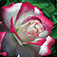 Colorful Flowers - Wallpapers & Slideshow HD